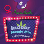 Indoor Massive Mix