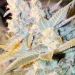 Triple fromage Auto