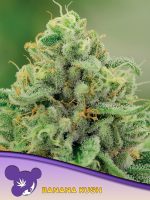 Banana Kush