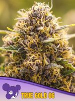 True Gold OG