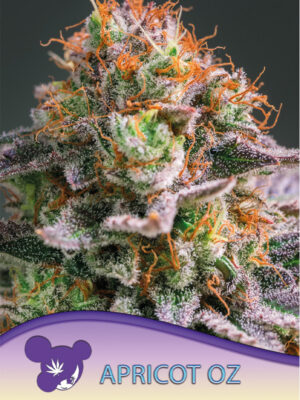 Apricot Oz