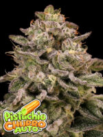 Pistachio Churro Auto