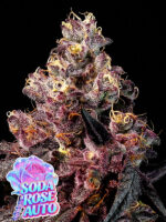 Soda Rose Auto