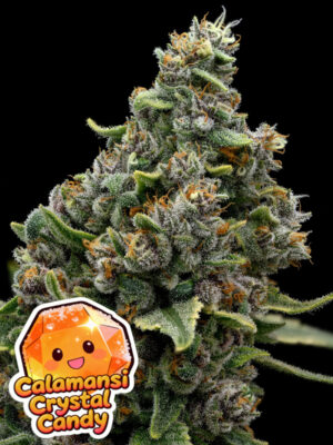 Calamansi Crystal Candy