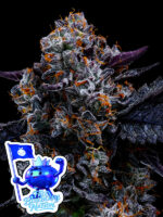 Free Blueberry Nation