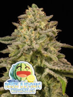 Iced Lemon Watermelon