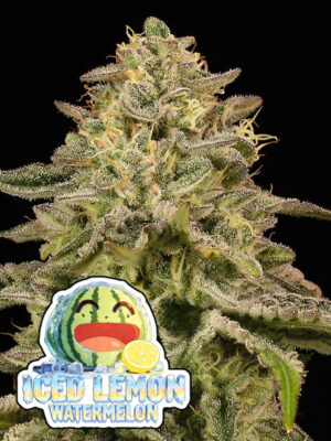 Iced Lemon Watermelon