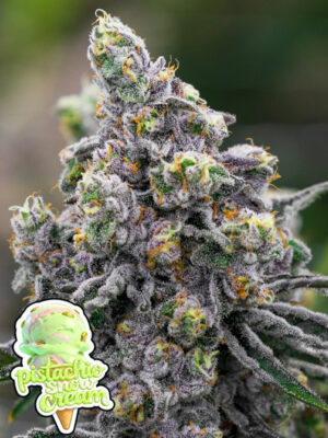 Pistachio Snow Cream